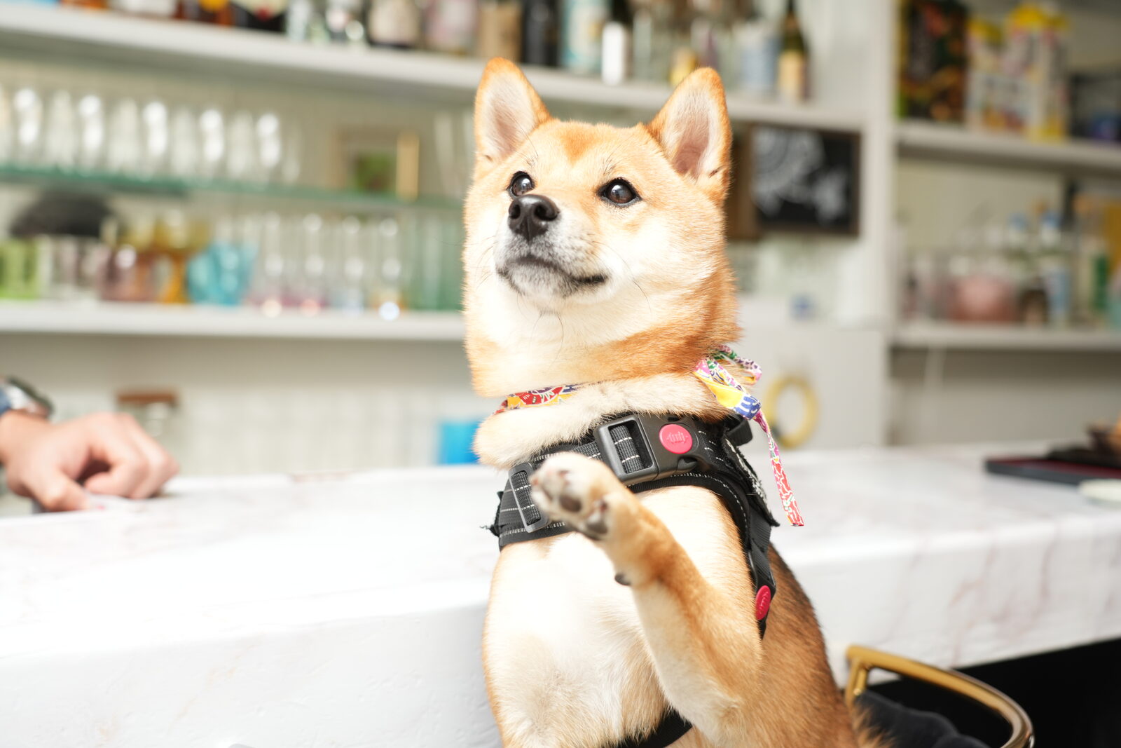 看板犬の豆柴こてつ