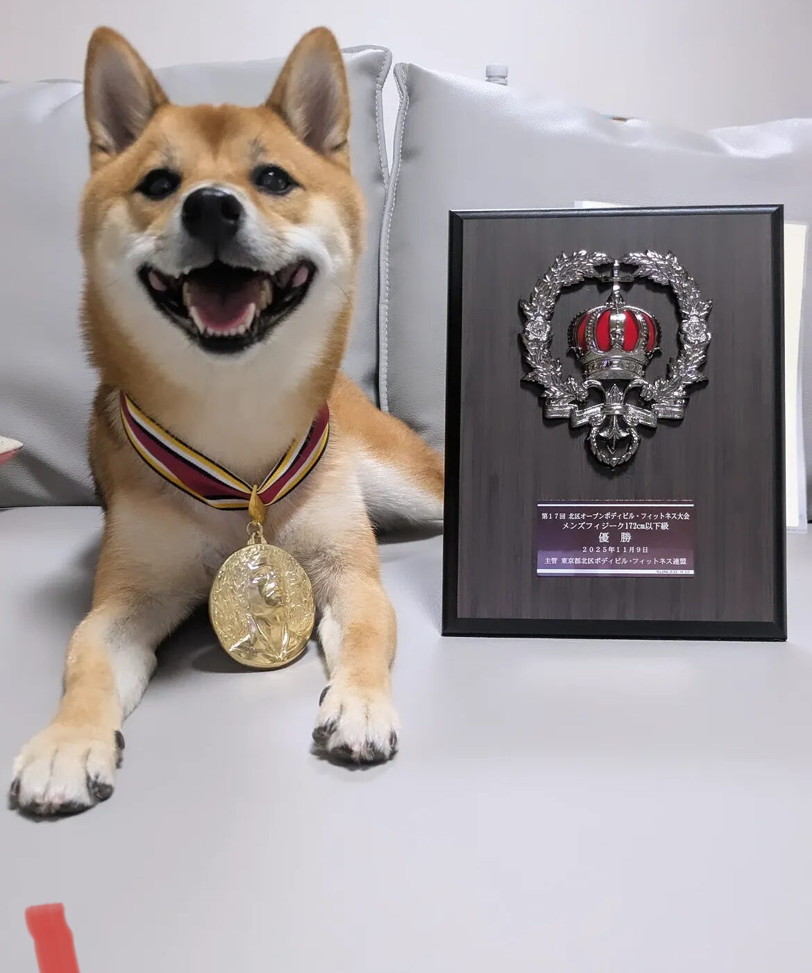 看板犬の豆柴こてつ