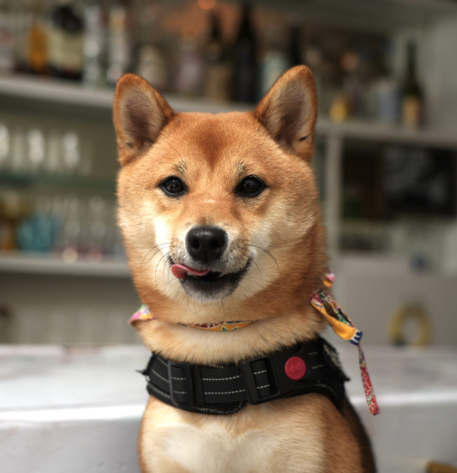 看板犬の豆柴こてつ