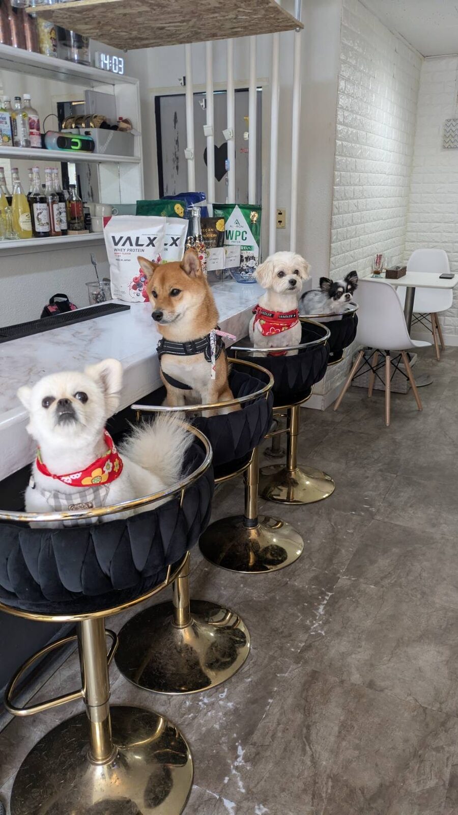 わんちょカフェの店内